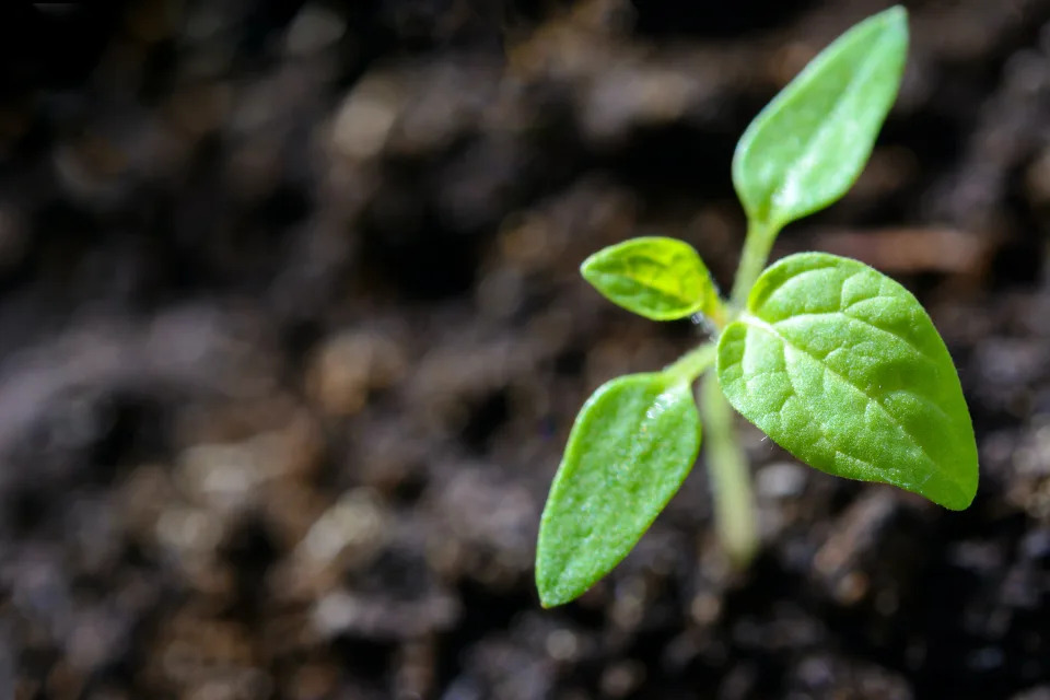 Pexels Soil plant shoot