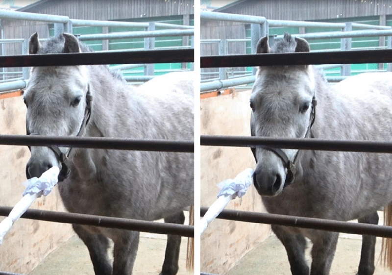 Horses show ability to discriminate between human odors of fear and joy | Horsetalk.co.nz